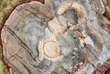 Polished Mushroom Jasper Section - Arizona #334870-1